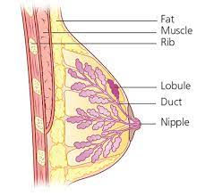 Cross section of the breast showing glandular and fatty tissue distribution
