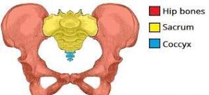 Cross-section diagram of the pelvis