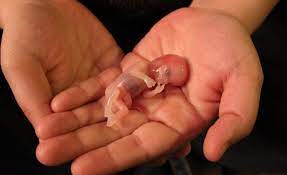 person holding a fetus in their hands indicative of a miscarriage