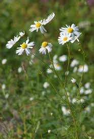 Chamomile Plant in Garden