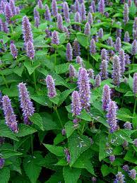 Hyssop Plants in Herbal Garden