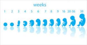illustration series depicting the development of a human fetus from week 1 to week 40, showcasing the different stages of growth in a detailed and anatomically accurate manner.
