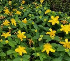 Array of St. John’s wort plants
