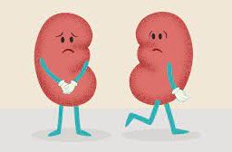 Image showing two healthy kidneys