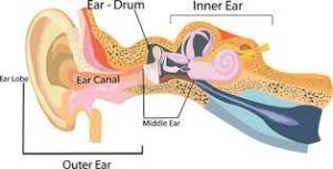 Internal ear anatomy diagram - Identifying Inner Ear Structures