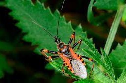 Trypanosoma cruzi parasite resting on a leaf, the cause of Chagas disease