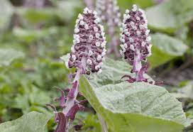 Close-up of Butterbur Plant: Petasites hybridus, known for its medicinal uses in migraine relief and allergy treatment
