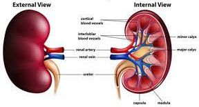 Anatomical illustration of the kidney