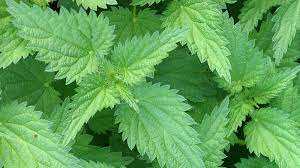 Stinging nettle