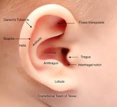 Close-up of external ear - Anatomy of the Outer Ear