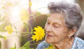 Elderly woman smelling a yellow flower - Enjoying Nature's Fragrance