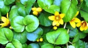 Gold Coin Grass: A Natural Approach to Gall stone Dissolution and Liver Health Support