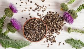 Milk Thistle: A Natural Remedy for Gall stones and Liver Health Support