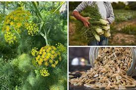 Fennel seeds, a natural remedy for gas pain and digestive discomfort