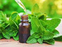 Fresh Peppermint Leaves: Aromatic herb known for its culinary and medicinal uses, including soothing digestive issues and relieving headaches