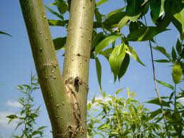 Close-up of Willow Bark: Natural remedy known for its pain-relieving properties, containing salicin similar to aspirin