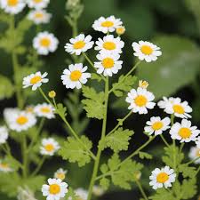 Close-up of Feverfew Plant: Leaves and flowers of Tanacetum parthenium, known for its medicinal properties
