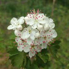 A close-up of hawthorn berries and leaves, a herbal remedy often used for supporting heart health and managing cardiovascular conditions.