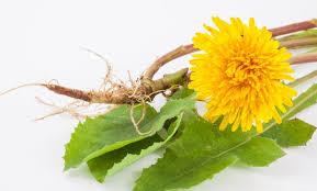 Dandelion Root: Herbal Remedy for Kidney Health