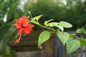 Hibiscus Flower