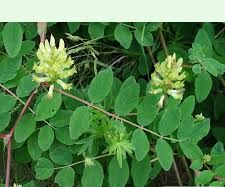 Astragalus: Herbal Remedy for Kidney Health