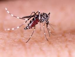 Aedes aegypti mosquito illustration: Identifying the vector for Dengue, Zika, and Chikungunya infections.