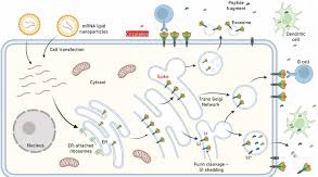 Pathophysiology of Vaccines: Understanding How They Work on the Body