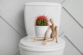 A cactus flower blooming on a closed toilet seat, with vibrant petals in shades of pink and yellow contrasting against the white seat. 
