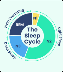 Diagram illustrating the stages of the sleep cycle