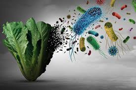 A head of lettuce contaminated with infection-causing microorganisms