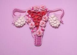 Anatomical illustration of the uterus and ovaries - Understanding the reproductive system for women's health.