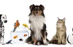 Collection of assorted pets showcasing diversity.
