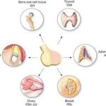 Circle of hormones depicting hormone imbalance and its effects on health.