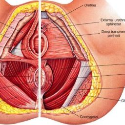 Cross-sectional view illustrating the anatomy of the pelvic floor, showcasing the key muscles involved in Kegel exercises.