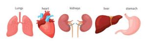 An illustration depicting various body organs