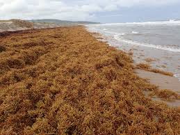 A close-up view of sea moss growing naturally in the ocean, with its golden-brown and green strands swaying underwater. Sunlight filters through the clear blue water, highlighting the texture and delicate structure of the sea moss.