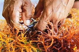 close up of hands washing sea moss in water