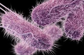 Microscopic view of Salmonella bacteria, rod-shaped and clustered together.